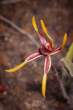 Caladenia arrecta Hopper & A. P. Br. resmi