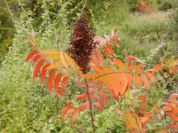 Image of prairie sumac