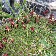 Imagem de Diapensia lapponica var. obovata F. Schmidt