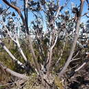 Image of Eucalyptus macrocarpa subsp. macrocarpa