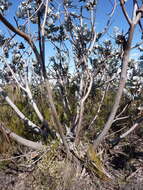 Image of Eucalyptus macrocarpa subsp. macrocarpa