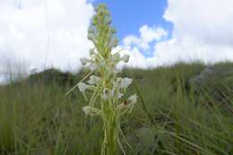 Image of Habenaria bathiei Schltr.