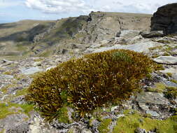 Image of Aciphylla simplex Petrie