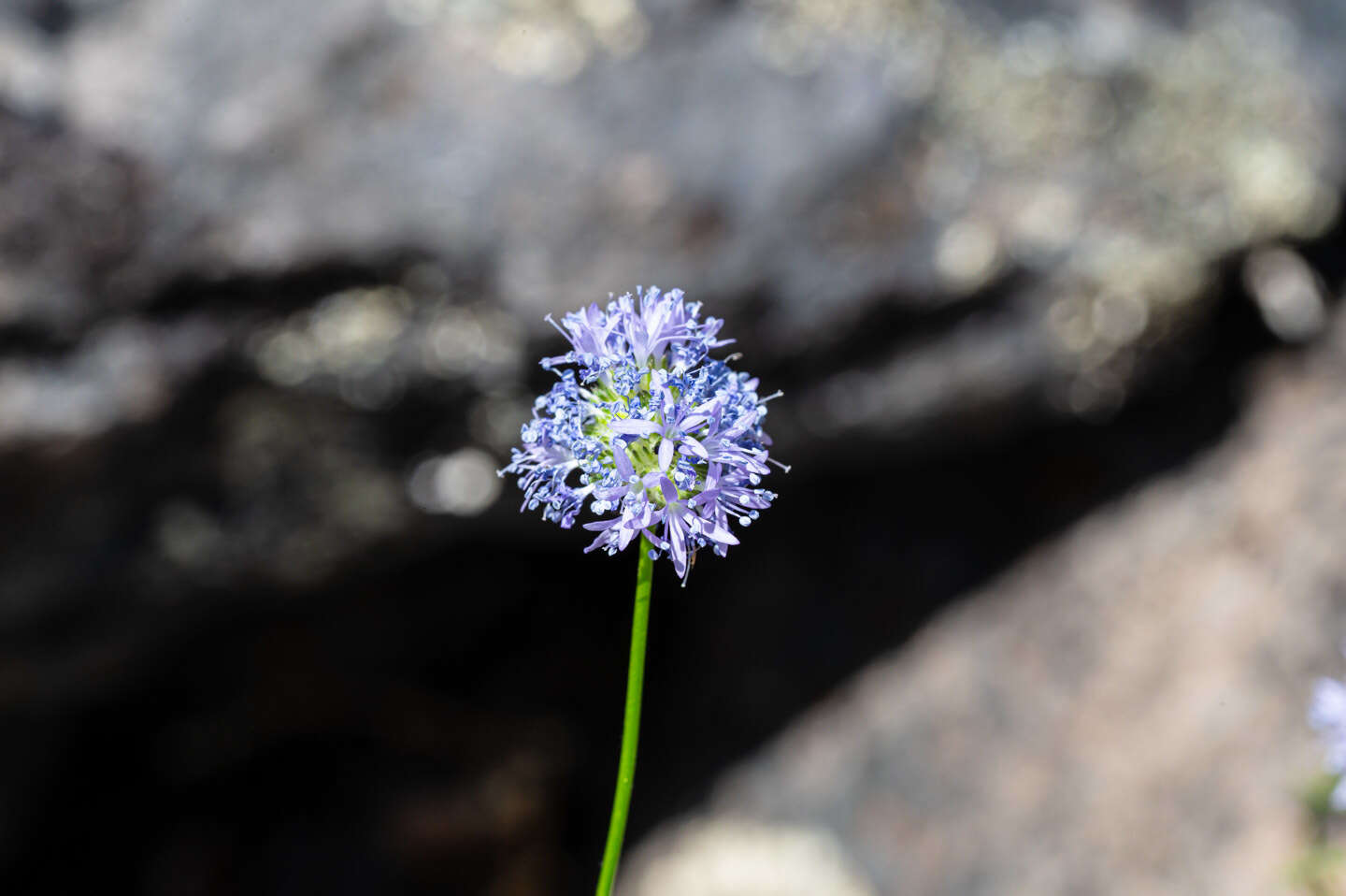 Image of bluehead gilia