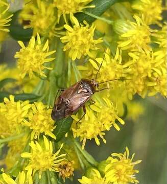 Image of Lygus rugulipennis Poppius 1911