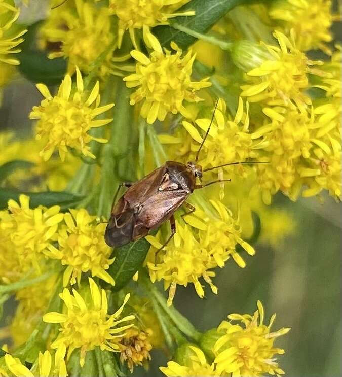 Lygus rugulipennis Poppius 1911 resmi