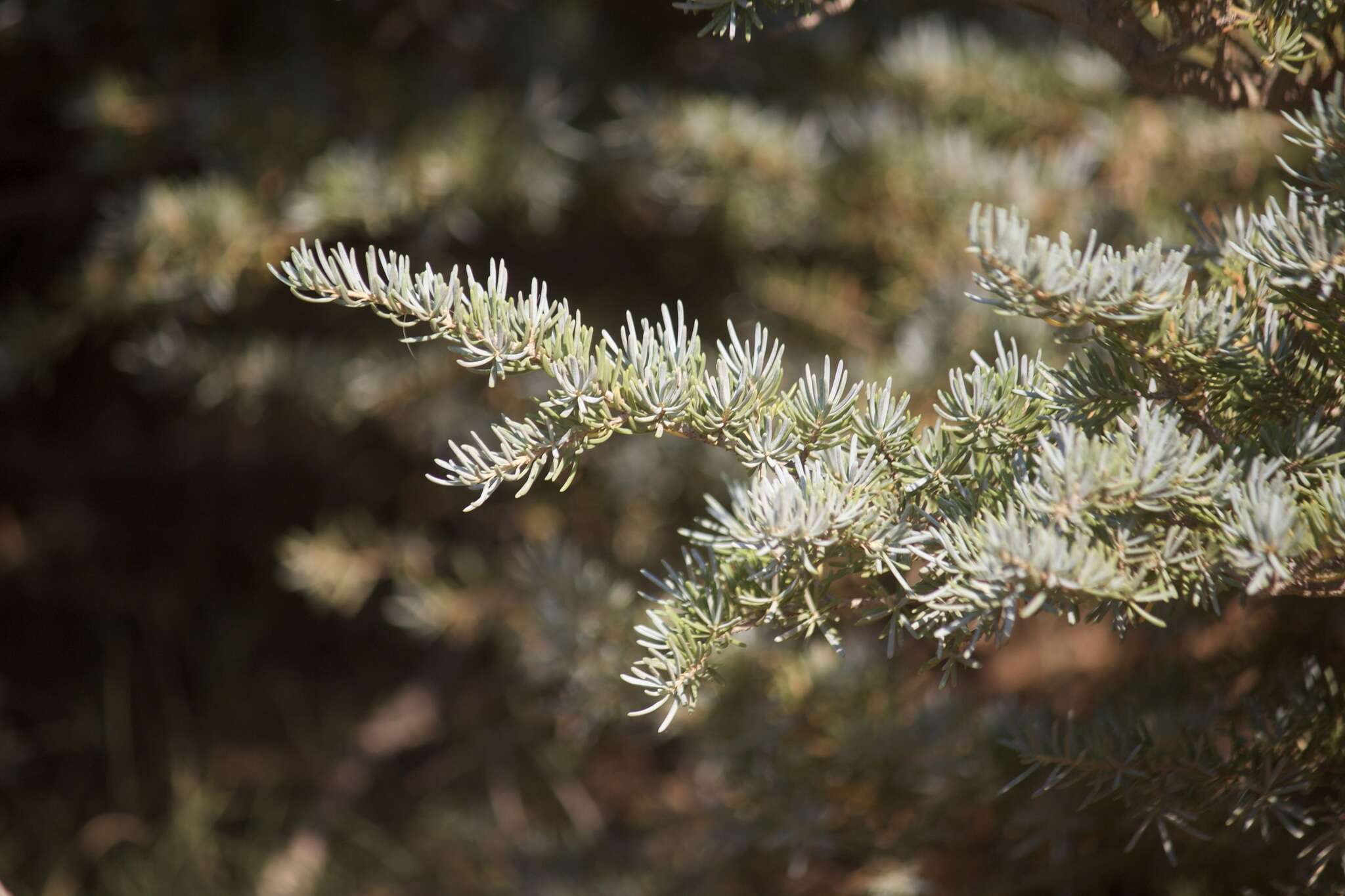 Image of Tsuga mertensiana subsp. grandicona Farjon