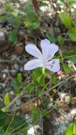 صورة Barleria phillyreifolia Baker