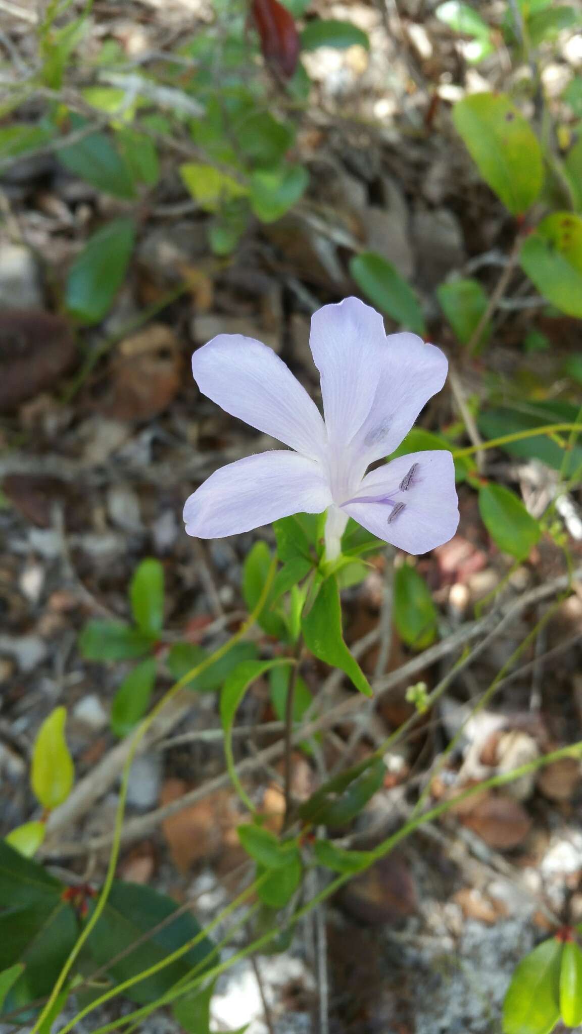 صورة Barleria phillyreifolia Baker