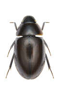 Image of Enochrus (Lumetus) quadripunctatus (Herbst 1797)