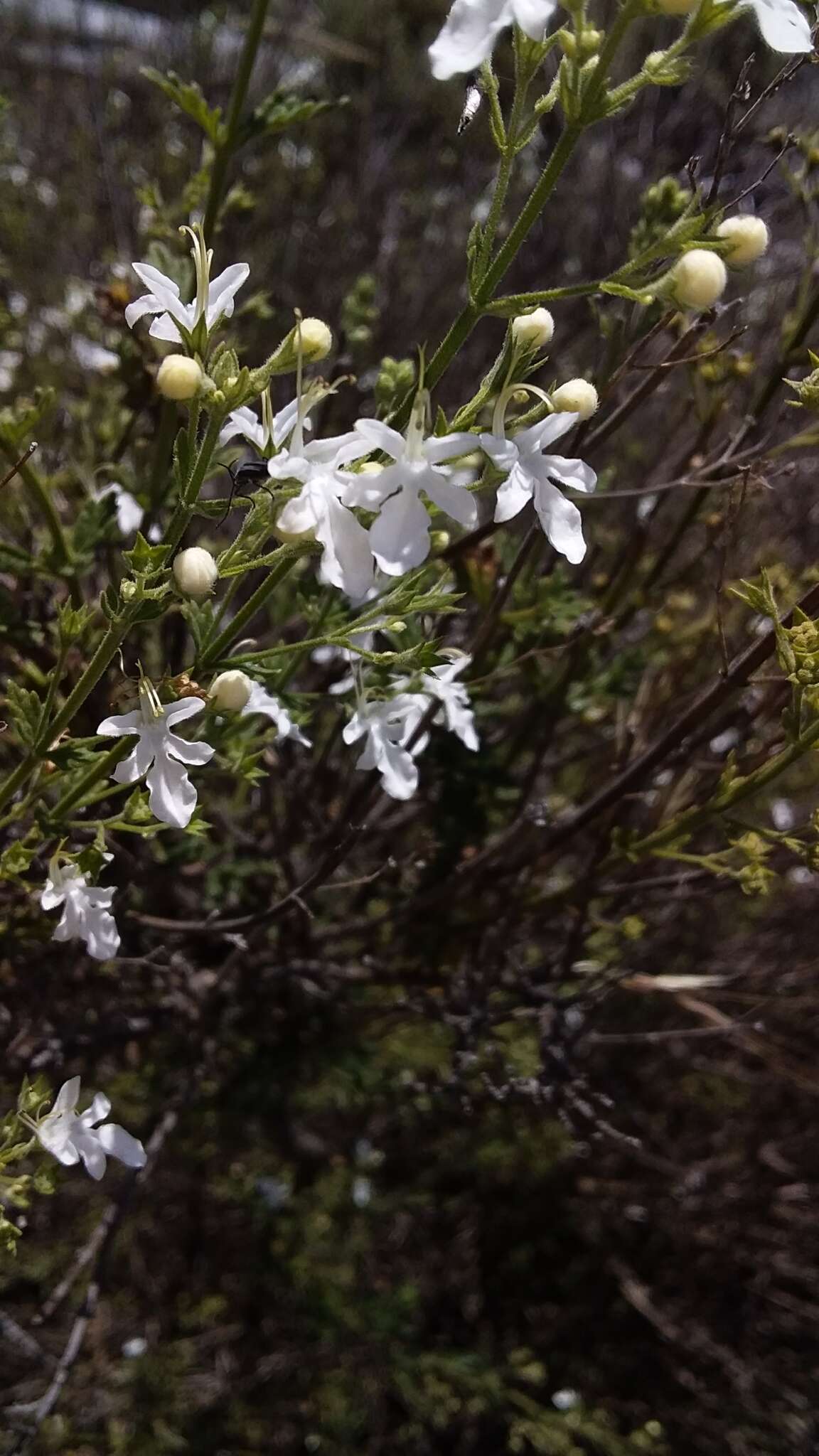 Image of Teucrium corymbosum R. Br.