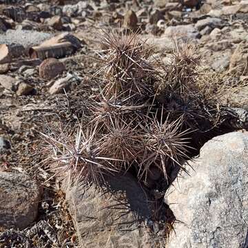 Corynopuntia invicta (Brandegee) F. M. Knuth resmi