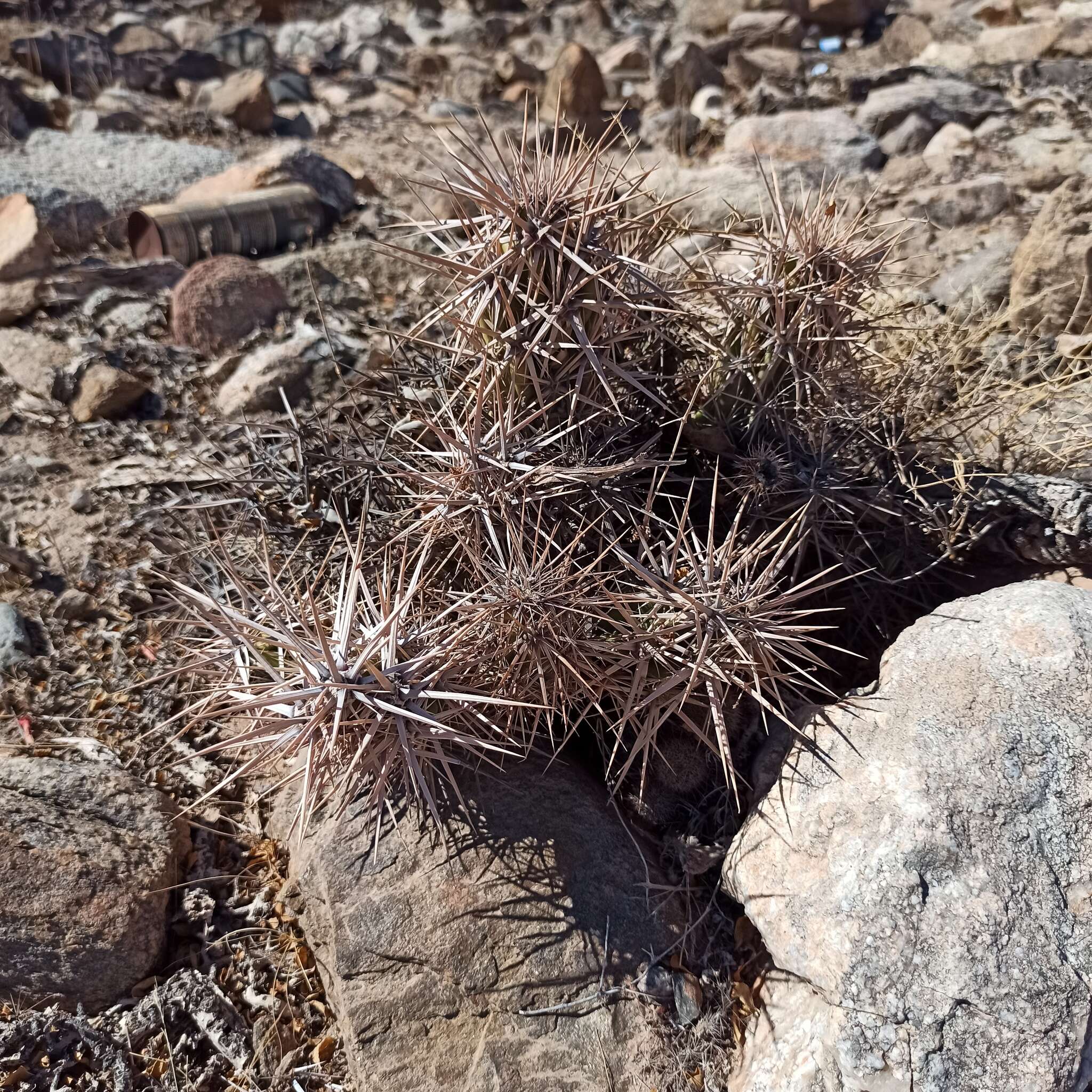 Image of Corynopuntia invicta (Brandegee) F. M. Knuth