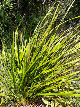 Image of Dianella latissima Heenan & de Lange