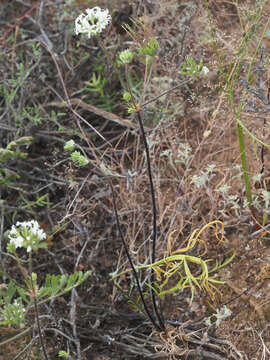 Image of Pelargonium violiflorum (Sweet) DC.