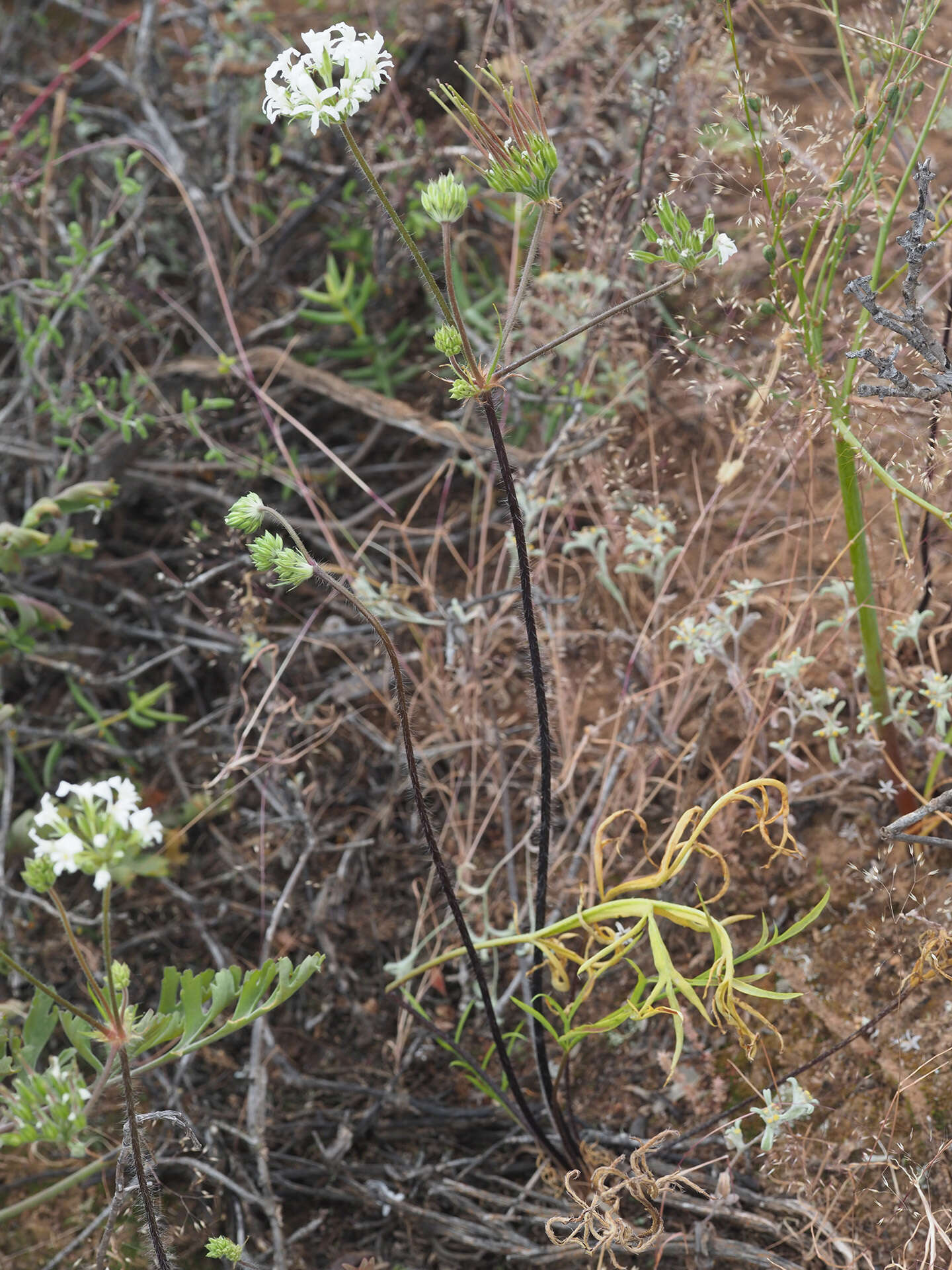 Image of Pelargonium violiflorum (Sweet) DC.