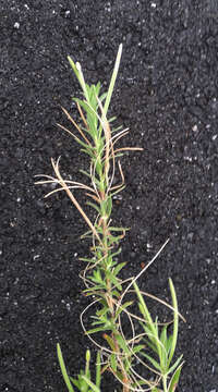 Image of Epilobium hirtigerum A. Cunn.