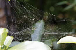 Image of Basilica Orbweaver