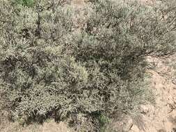 Image of Genista microphylla DC.