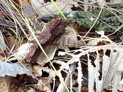 Image of East African spiny-tailed lizard