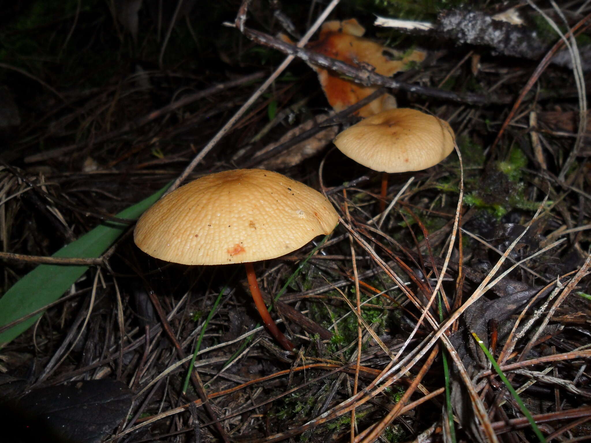 Image of Marasmius cladophyllus Berk. 1856