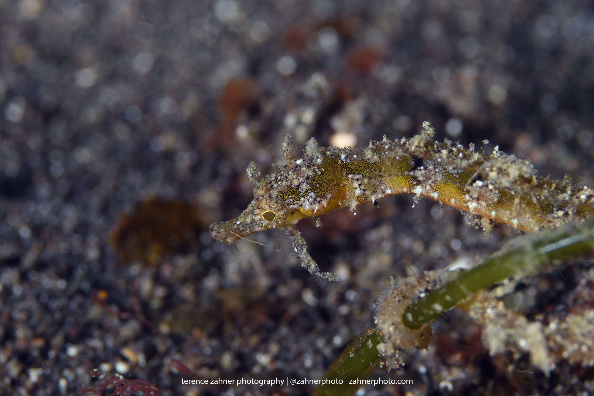 Image of Acentronura tentaculata