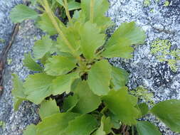 Image of strawberry saxifrage