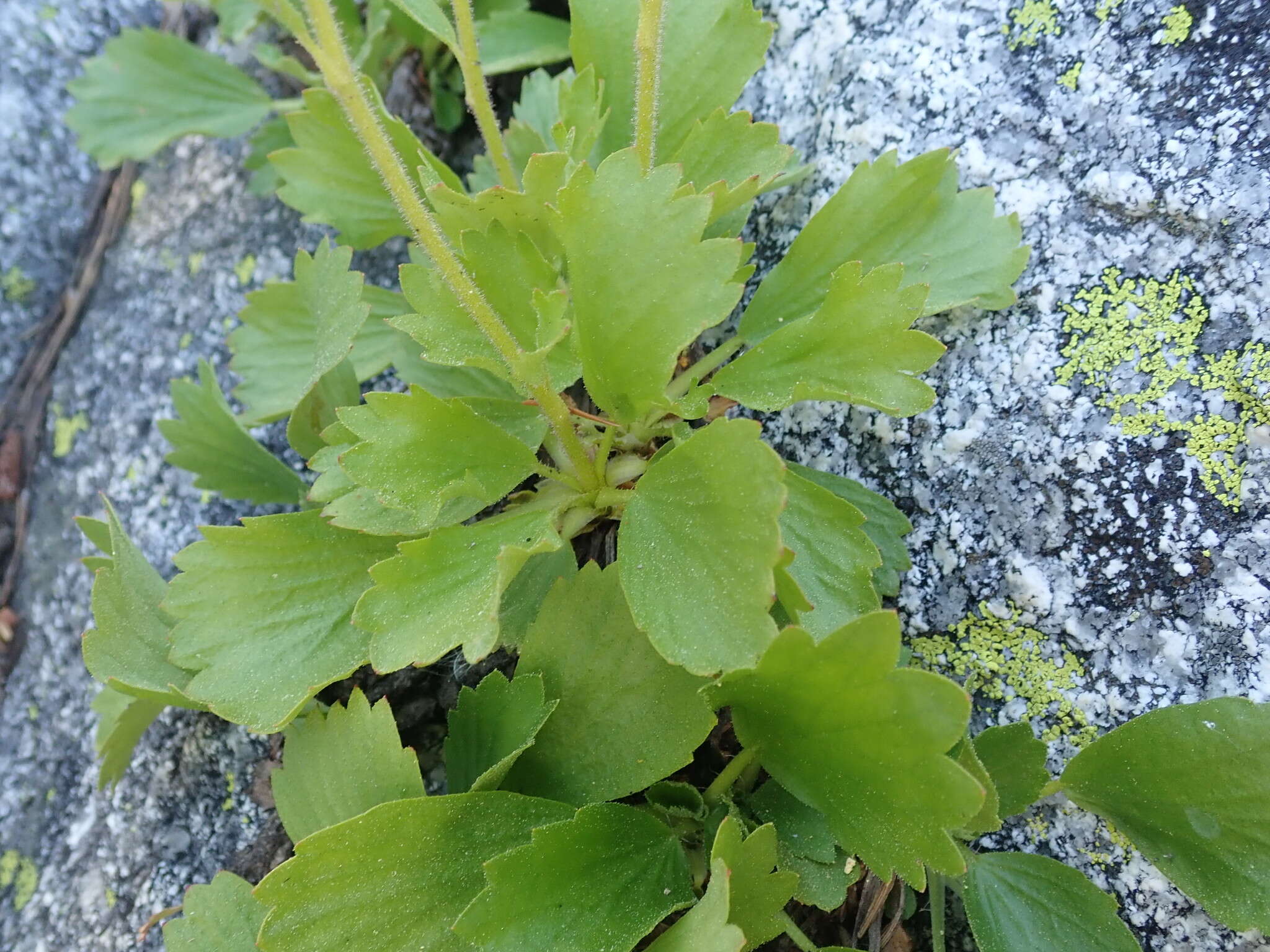 Image of strawberry saxifrage