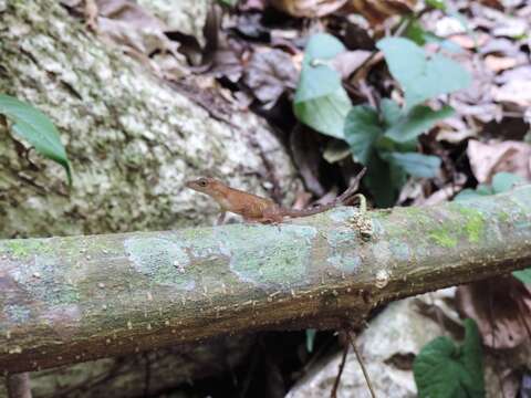 Image of Lesser Scaly Anole