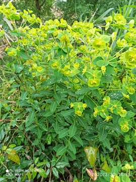 Image of Euphorbia paniculata Desf.