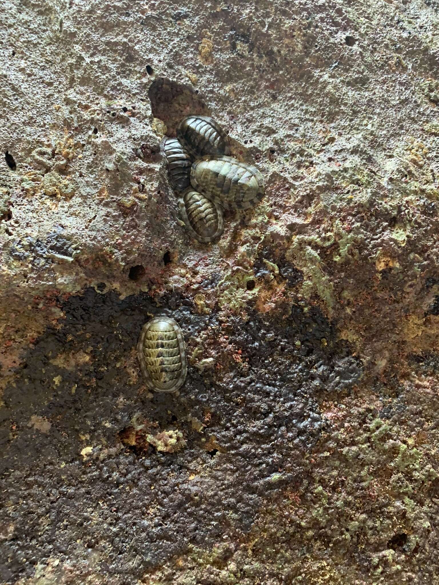 Image of marbled chiton