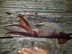 Image of Gould's flying squid