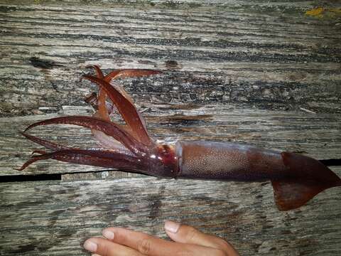 Image of Gould's flying squid