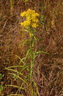 Image of Riddell's Goldenrod