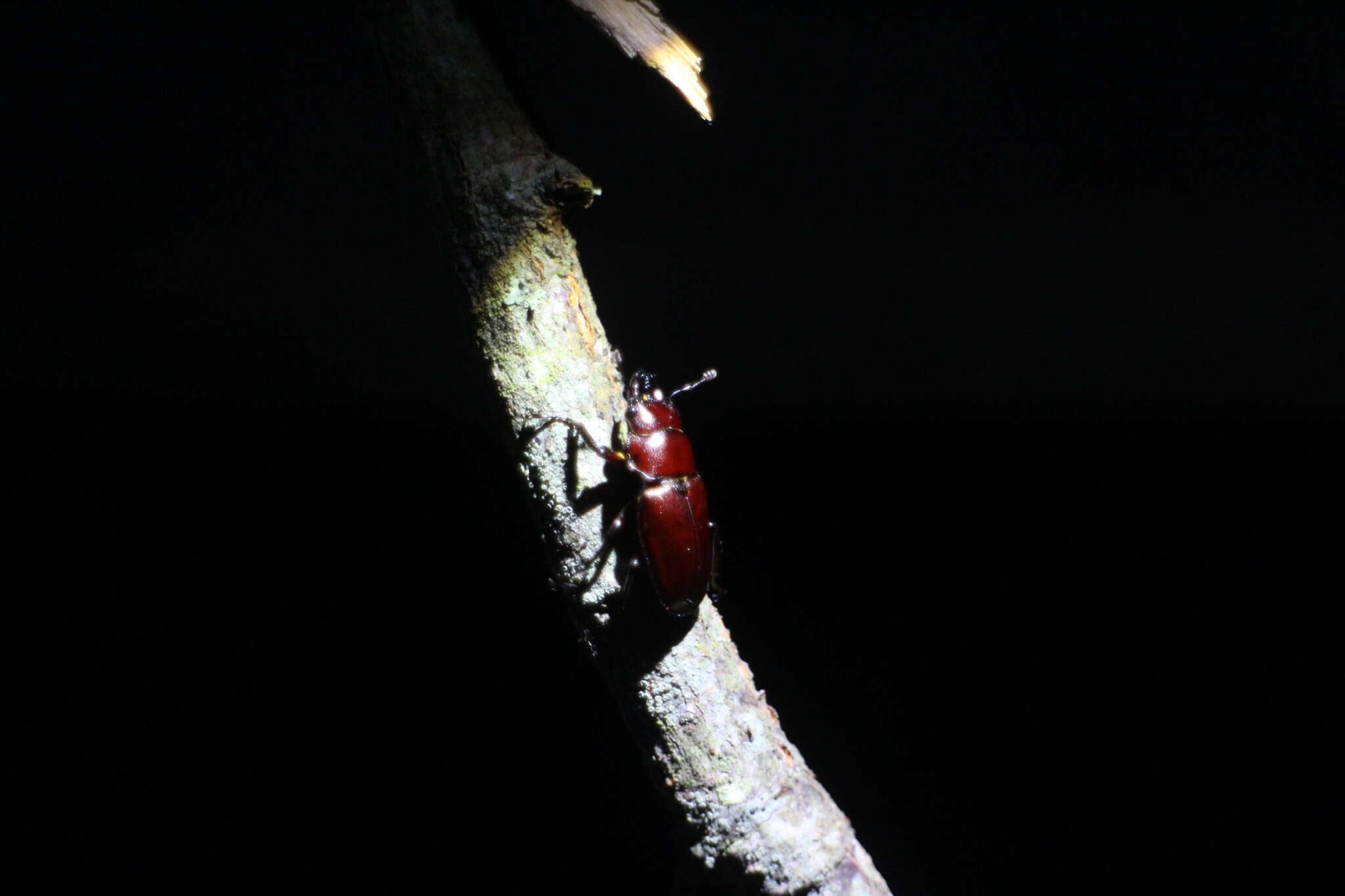 Image of Prismognathus piluensis Sakaino 1992