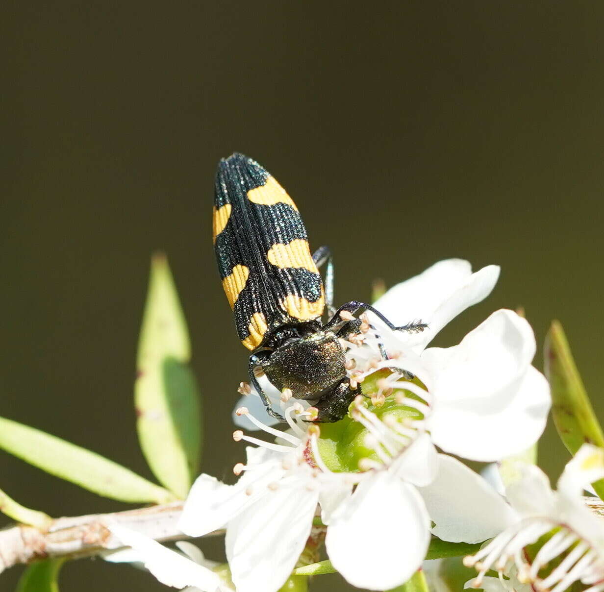 Image of Castiarina rectifasciata (Saunders 1868)