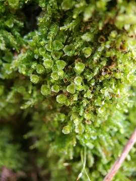 Image of tetraphis moss