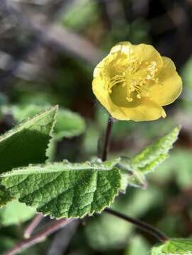 Image of Abutilon fraseri (Hook.) Walp.