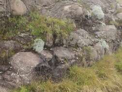 Слика од Helichrysum sutherlandii Harv.