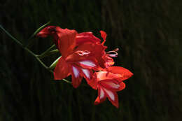 Слика од Gladiolus cardinalis Curtis