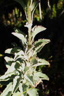 Image of Senecio crenatus Thunb.