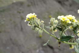 Слика од Nonea alpestris (Stev.) G. Don fil.