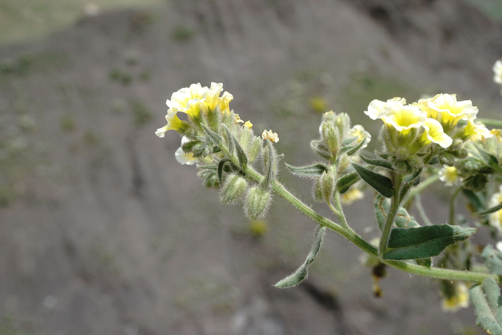 Image of Nonea alpestris (Stev.) G. Don fil.