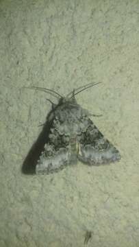 Image of broad-barred white