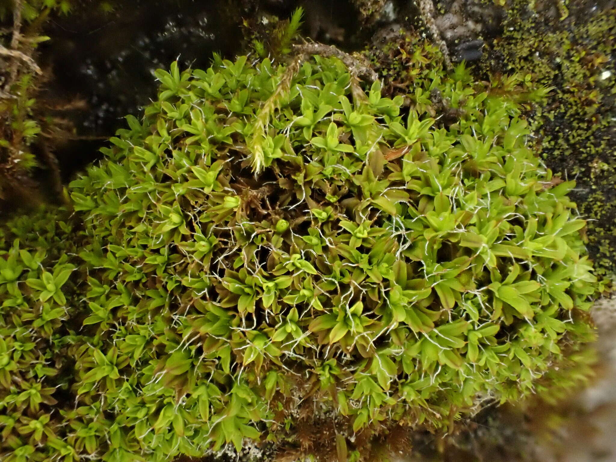 Image of Syntrichia virescens Ochyra 1992