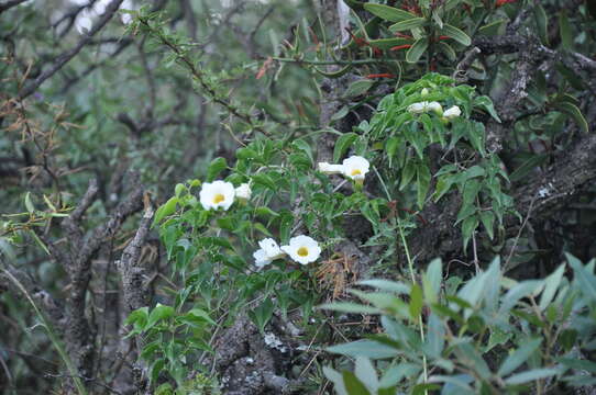 Imagem de Amphilophium carolinae (Lindl.) L. G. Lohmann