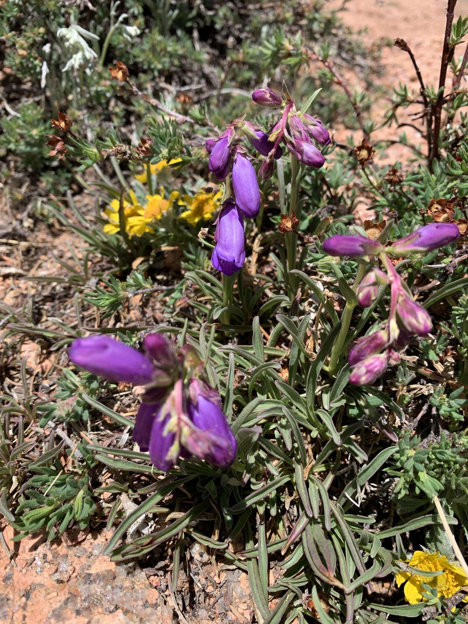 Plancia ëd Penstemon hallii A. Gray