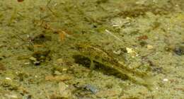 Image of Quitobaquito pupfish