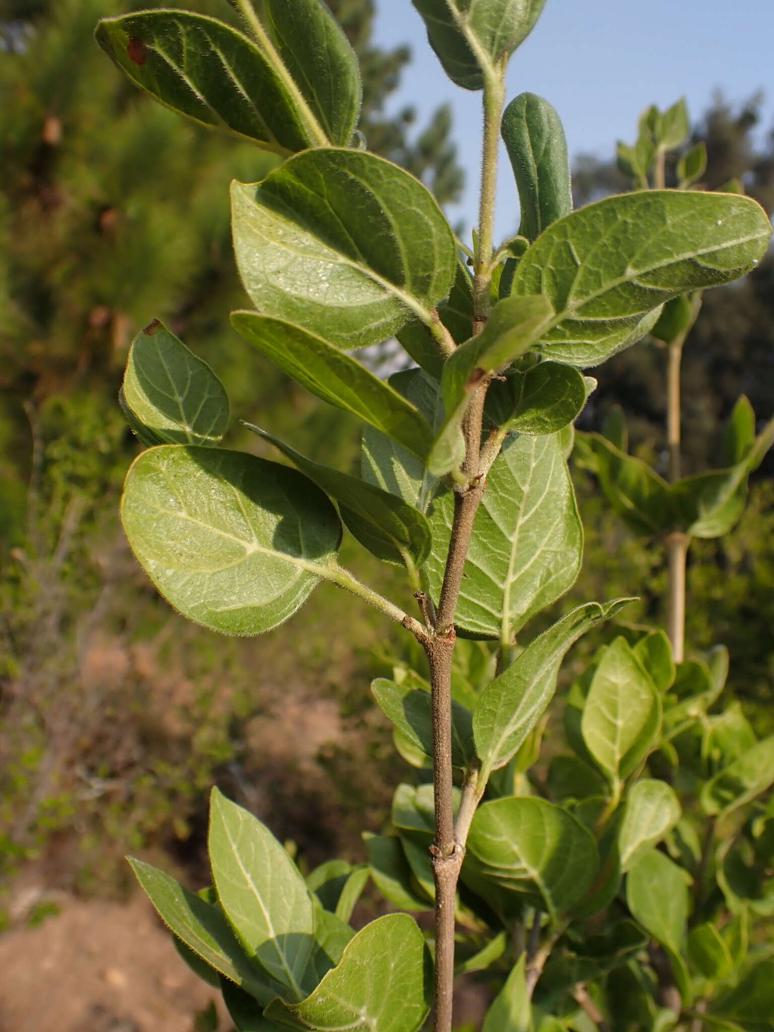 Image of Rock Alder