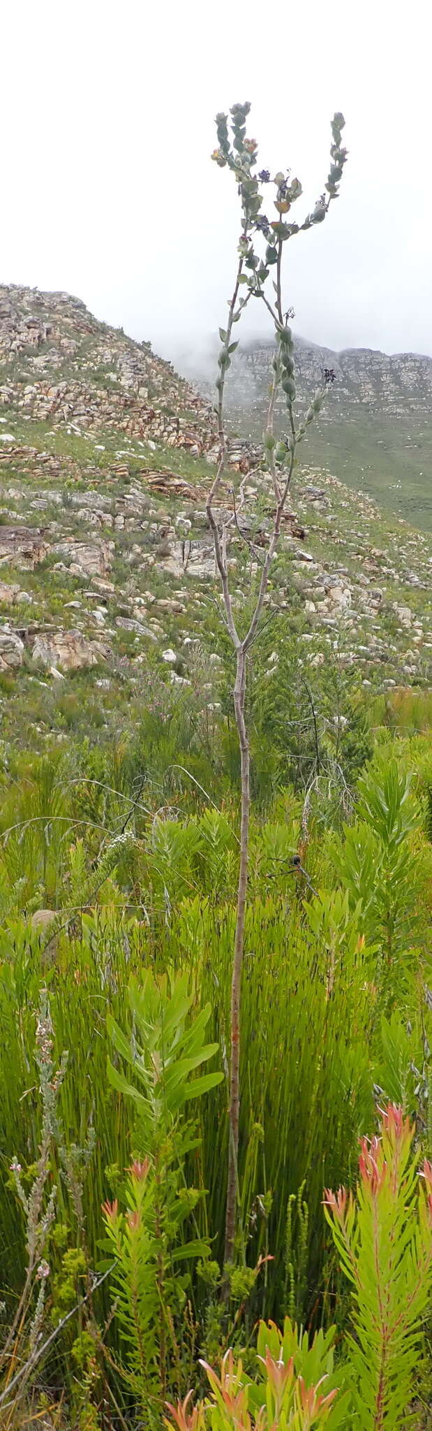 Image of Thesium euphorbioides Berg.